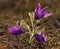 First spring flowers in Altai