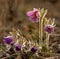 First spring flowers in Altai