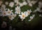 The first spring flowers. Anemone nemorosa, wood anemone flowers