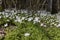 the first spring flowers of anemone are white in a mixed forest