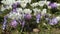 First spring flowers crocus  in park lilac and white color on green grass  Beautiful Blossom Floral nature  background