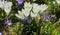 First spring flowers crocus  in park lilac and white color on green grass  Beautiful Blossom Floral nature  background