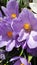 First spring flowers crocus  in park lilac and white color on green grass  Beautiful Blossom Floral nature  background