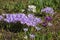 First spring flowers. Crocus vernus Spring Crocus, Giant Crocus in April