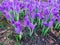 The first spring flowers crocus. White spring fragrant flowers of crocus and green grass. Spring bright floral background. Gentle
