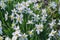 The first spring flowers of daffodils bloom on green meadow