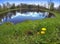 The first spring flowers dandelions on the bank of the lake, a lens a fish eye