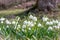 The first spring flowers in forest, bud of snowdrops, symbol of nature awakening in the sunlight