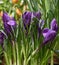 First spring flowers. Grand Maitre Crocus with water droplets on petals and leaves