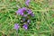 First spring flowers grows in dry grass. Mountain region, Durmitor, Montenegro.