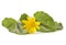 First spring flowers - Marsh Marigold