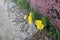 The first spring flowers mother and stepmother broke through the asphalt and concrete wall.