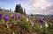 First spring flowers in the mountains