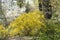 First spring flowers in the park, yellow forsythia shrub. Scenics nature