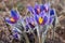 First spring flowers Pulsatilla halleri or pulsatilla taurica in nature