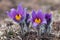 First spring flowers Pulsatilla halleri or pulsatilla taurica in nature