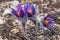 First spring flowers Pulsatilla halleri or pulsatilla taurica in nature