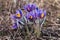 First spring flowers Pulsatilla halleri or pulsatilla taurica in nature