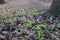 First spring flowers purple bird fumewort, corydalis solida among the trees in the forest. Honey and medicinal plants in sunny d