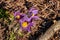 The first spring flowers-purple Crocuses snowdrops