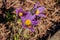 The first spring flowers-purple Crocuses snowdrops