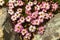 The first spring flowers on the shores of Lake Baikal.