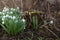 First spring flowers, snowdrops blossomed in the woods