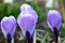 The first spring flowers, snowdrops and crocuses with drops after rain,
