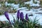 First spring flowers sprout through the snow. Crocus iridaceae.