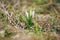 First spring flowers Tender crocuses