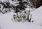 First spring flowers, white snowdrops in the snow.