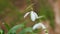 First Spring Flowers In Wild. Galanthus Nivalis Flowering Plants. Snowdrop Or Common Snowdrop. Close up.