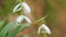 First Spring Flowers In Wild. Galanthus Nivalis Flowering Plants. Snowdrop Or Common Snowdrop. Rack focus.