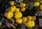 First spring flowers among withered leaves.