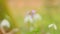 First Spring Forest Flowers With A Bee. Dentaria Bulbifera. Cardamine Bulbifera In The Forest In Blooming Time.