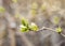 The first spring gentle leaves, buds and branches background.