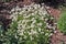 First spring gentle white flowers is blossom in forest