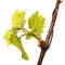 The first spring grape leaves isolated