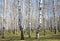 First spring greens in april birch grove