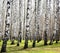 First spring greens in april sunny birch grove