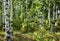 The first spring greens in the Russian birch grove