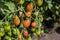 First spring harvest of red ripe tomatoes in garden. Vegetable organic farming