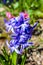 First spring hyacinth