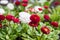 The first spring multi-colored daisies in the garden. Multicolored Bellis flowers