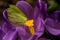 First spring purple crocus flowers.Yellow cabbage Butterfly pollinating on purple crocus flower sucking nectar closeup