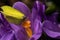 First spring purple crocus flowers.Yellow cabbage Butterfly pollinating on purple crocus flower sucking nectar closeup