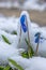 First spring scilla flowers under snow