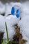 First spring scilla flowers under snow