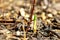 The first spring shoots crawled out of the ground in the first warm days, selective focus