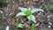 The first spring shoots of a mountain orchid